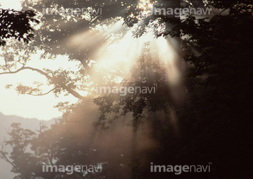 木漏れ日 影 の画像素材 森林 自然 風景の写真素材ならイメージナビ