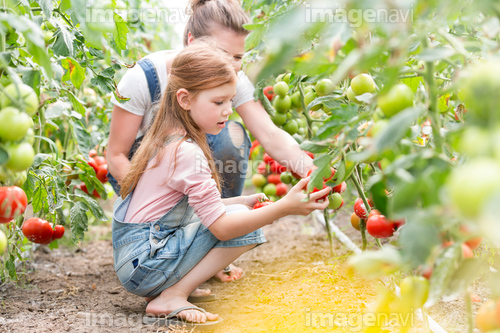Mother and daughter harvesting tomatoes in greenhouse