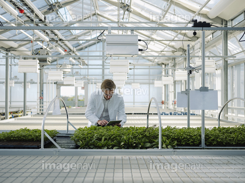 Scientist with tablet examining plants in a greenhouse