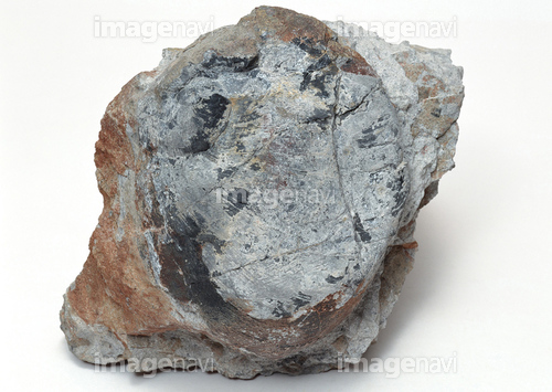 化石　B-12 封印木化石 Sigillaria 1195 | 叙景 jokei