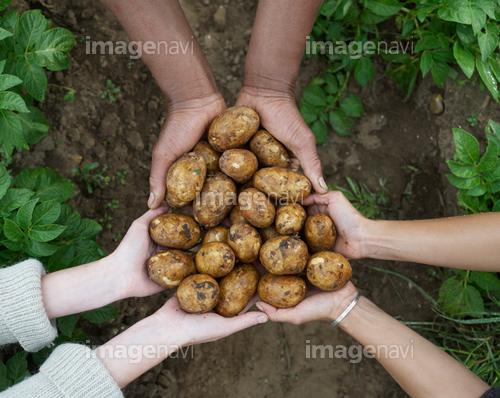 Multicultural hands holding fresh potatoes.