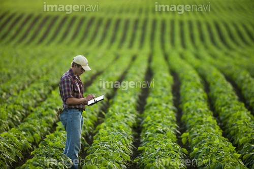 Agriculture - A young farmer in a mid growth soybean field records crop data on his Apple iPad. This represents the next generation of young farmers using the latest technology in farming operations / Minnesota, USA.