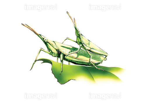 Images Of オンブバッタ Japaneseclass Jp